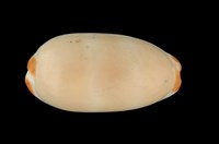 藏品(雨絲寶螺)的圖片